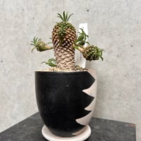 ユーフォルビア　怪魔玉