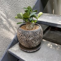 アデニウム