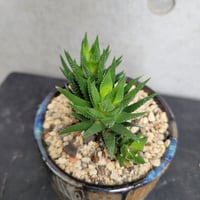 ハオルチア