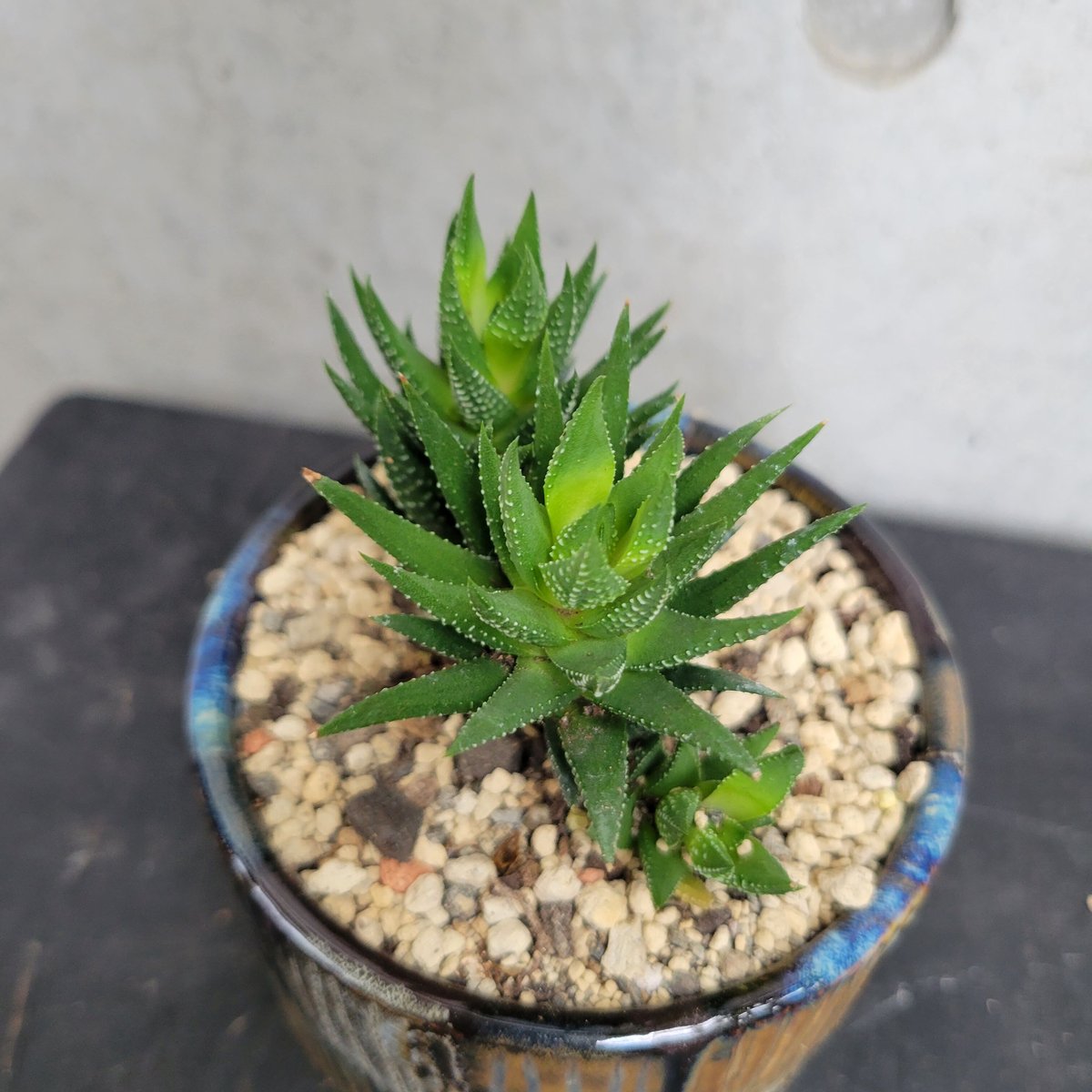 ハオルチア | on the leaf