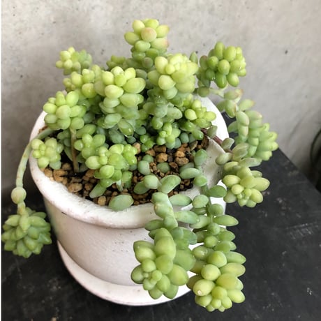 多肉植物　新タマツヅリ