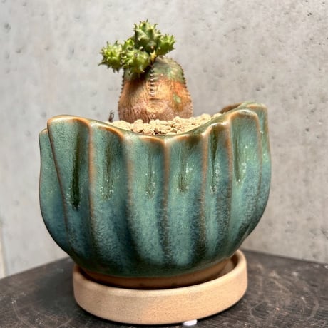 ユーフォルビア　オベサブロウ