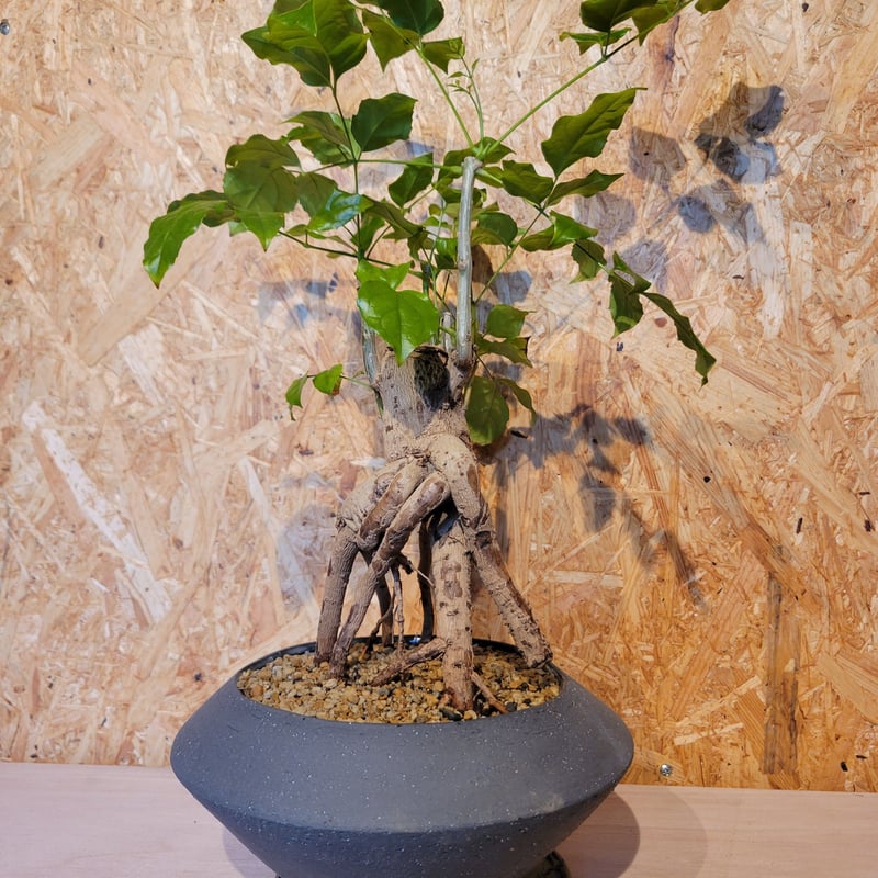 ヘテロパナックス 大株 根上がり 盆栽仕立て 一点物 樹形 鉢付き ヘテロパナックス | on the leaf