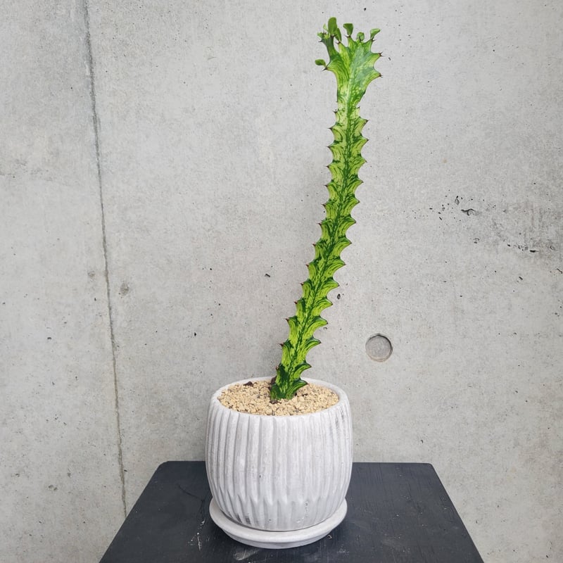 イエローゴースト | on the leaf