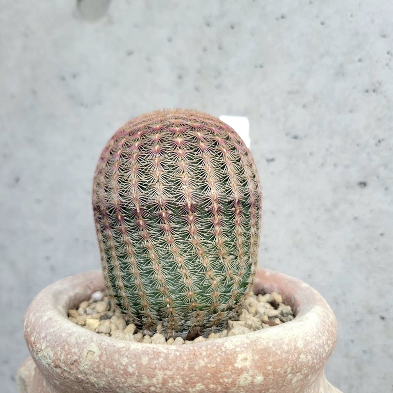 8131 「多肉植物J」エキノセレウス 紫太陽 植え【Echinocereus 8131 「多肉植物J」エキノセレウス 紫太陽 植え【Echinocereus