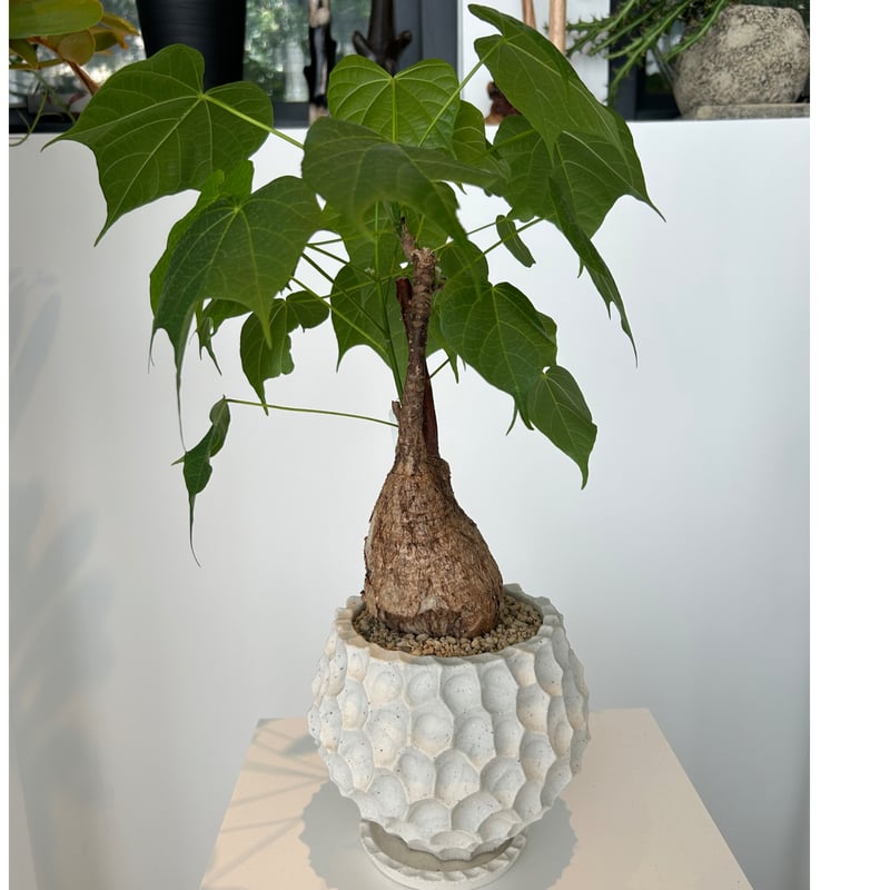 ステルクリア コロラータ | on the leaf