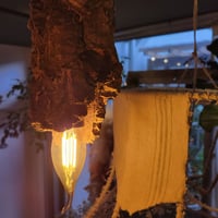 Corkwood Lamp