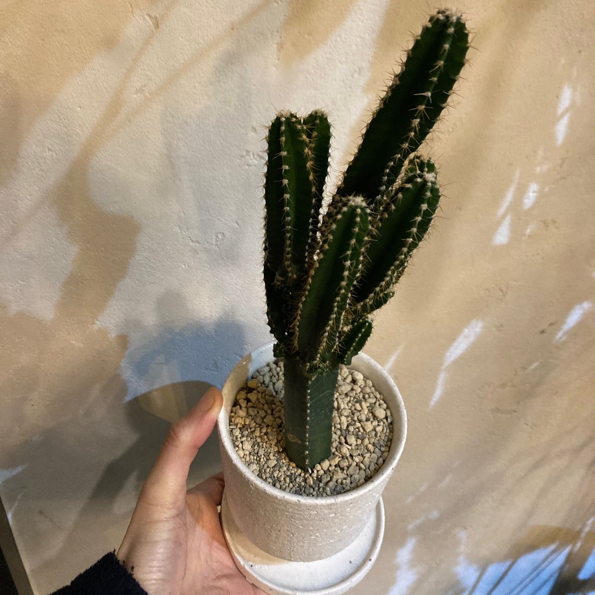 柱サボテン | on the leaf