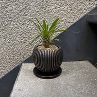 パキポディウム　ラメリー