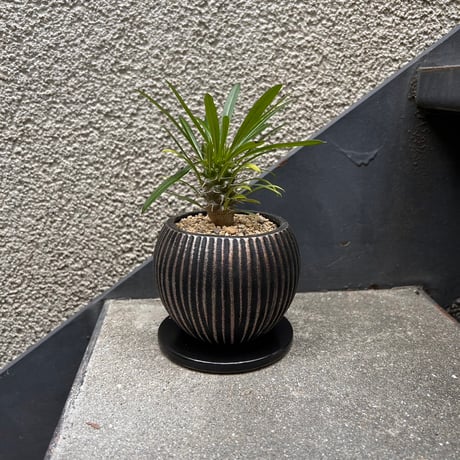 パキポディウムラメリー | STORES