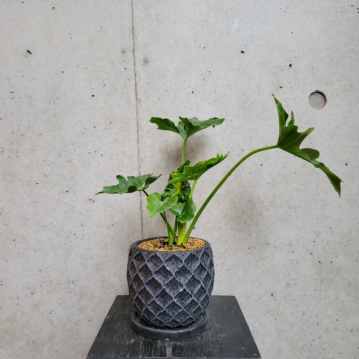 現地球 発根済】ユーフォルビア スクアローサ 奇怪ヶ島 生活雑貨 家庭