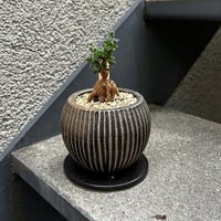 姫紅小松