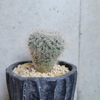 サボテン　玉翁