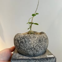 フォッケア　エデュリス