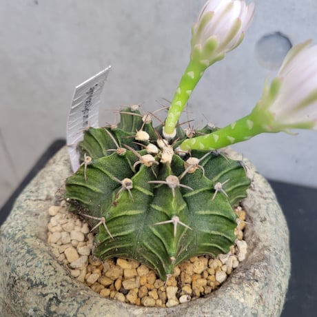 ギムノカリキウム 牡丹玉