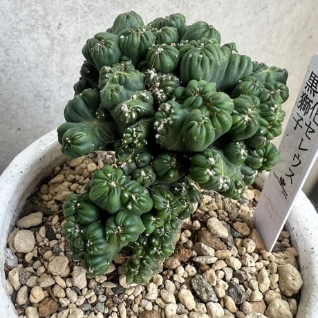 黒獅子