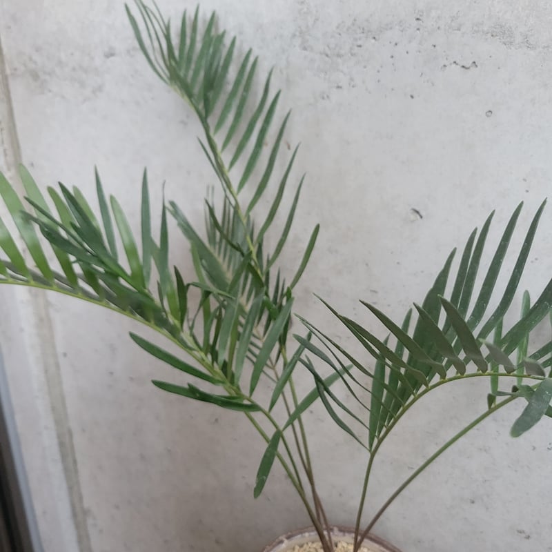 ザミア・フロリダーナ | on the leaf