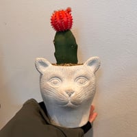 ステルクリア コロラータ | on the leaf