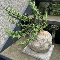 ハオルチア・巨窓赤線オブツーサ | on the leaf