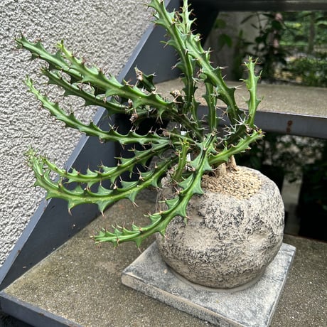 ユーフォルビアクンチー | STORES