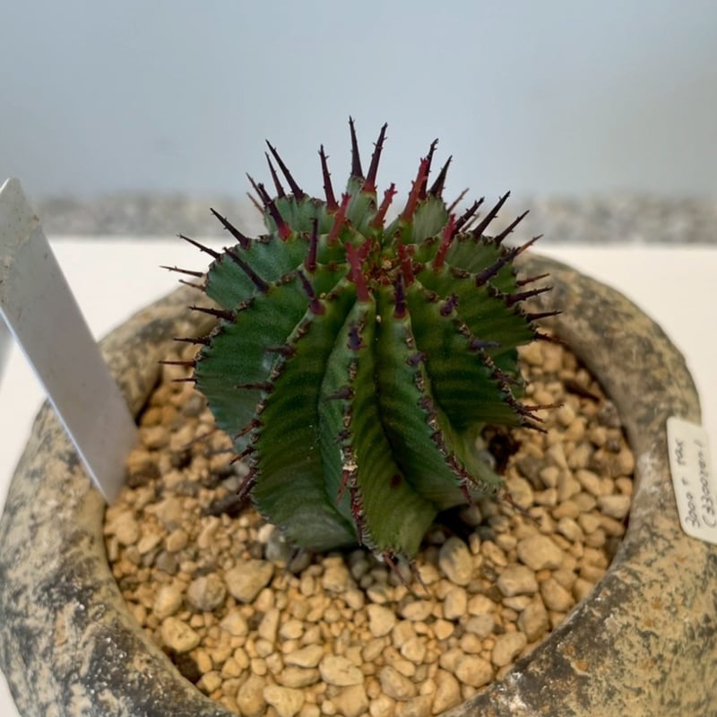 ユーフォルビア ポリゴナ | on the leaf