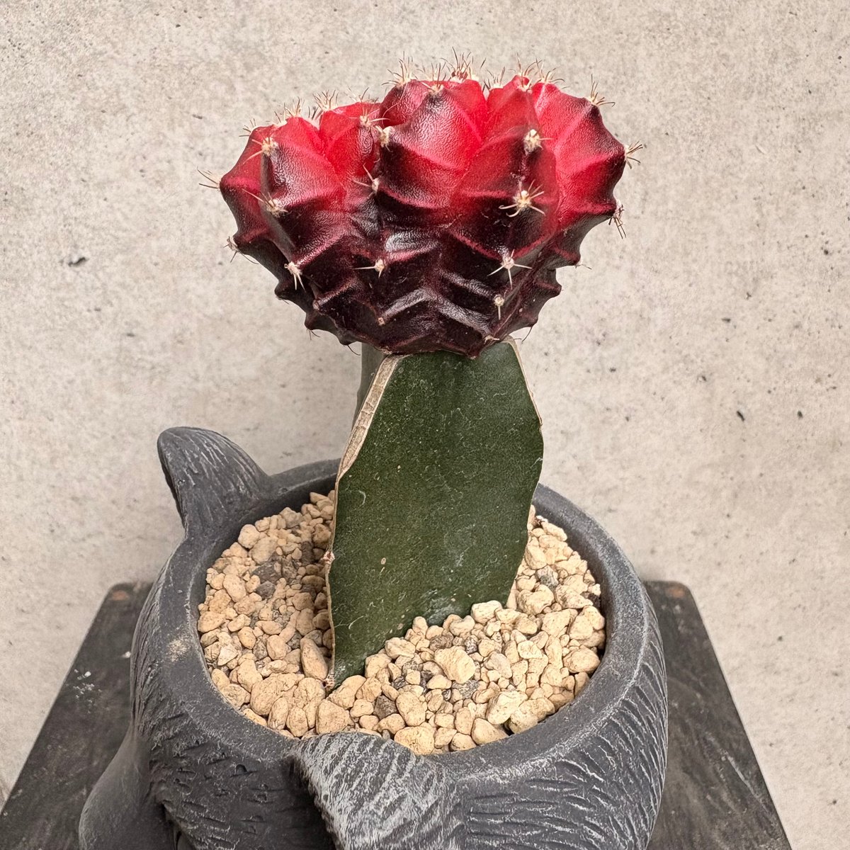 緋牡丹(ひぼたん) | on the leaf