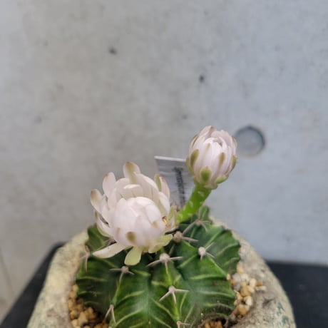 ギムノカリキウム 牡丹玉