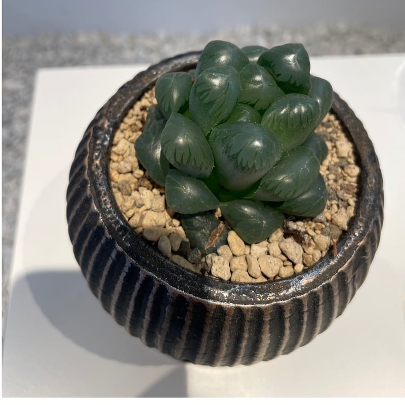 ハオルチア 特選オブツーサ | on the leaf