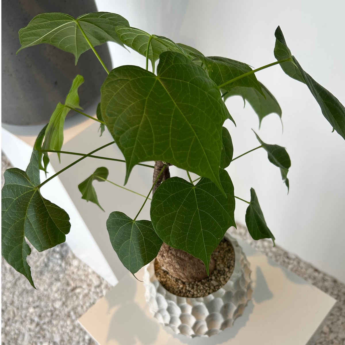 ステルクリア コロラータ | on the leaf