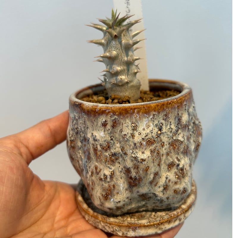 パキポディウム グラキリス×ホロベンセ交配種 | on the leaf