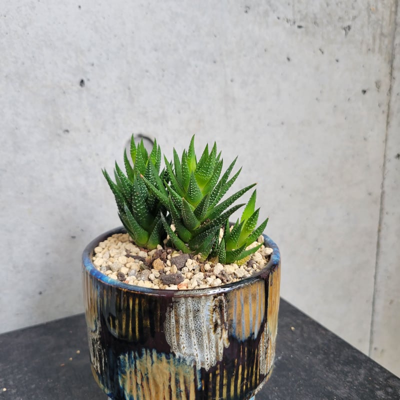 ハオルチア | on the leaf