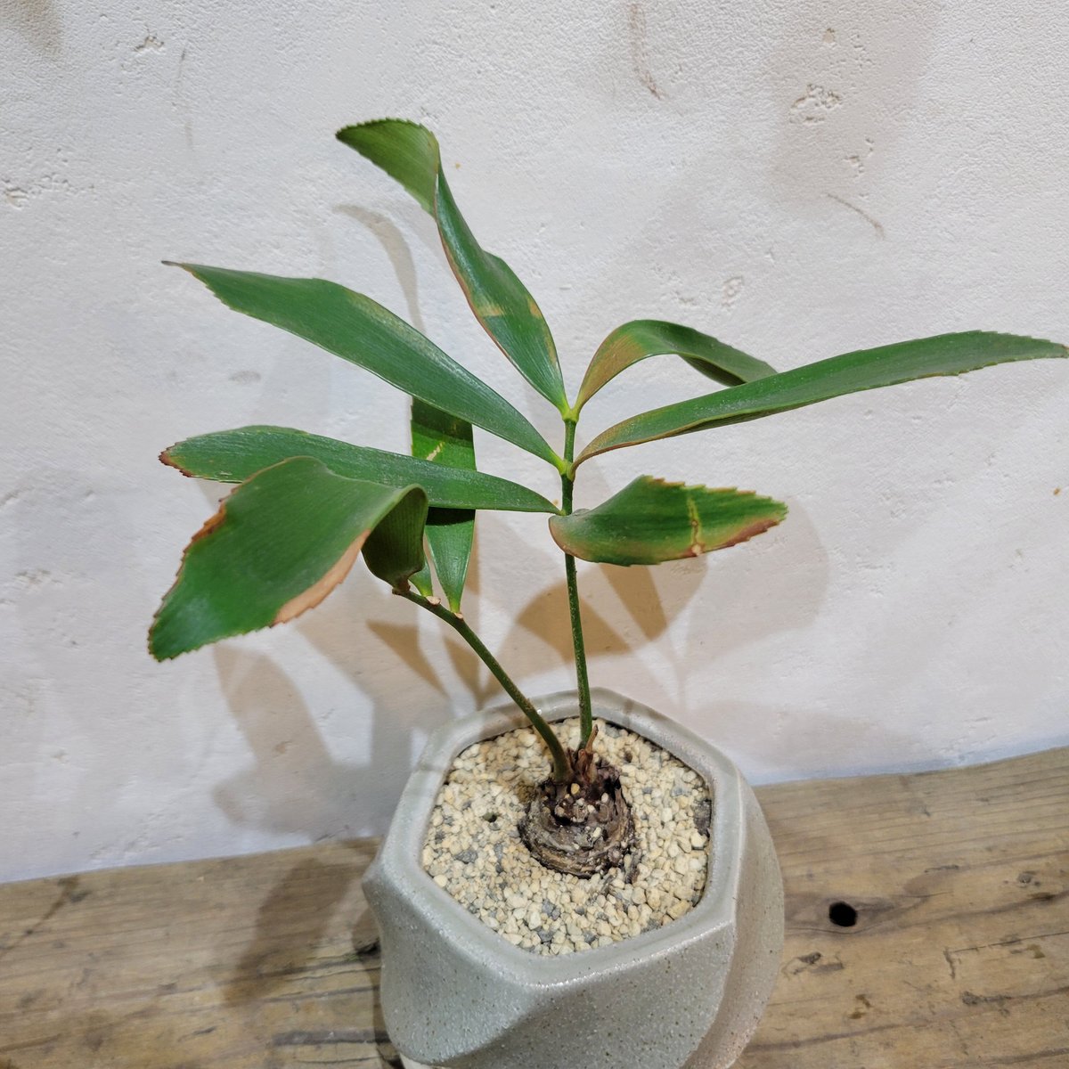 メキシコソテツ | on the leaf メキシコソテツ | on the leaf