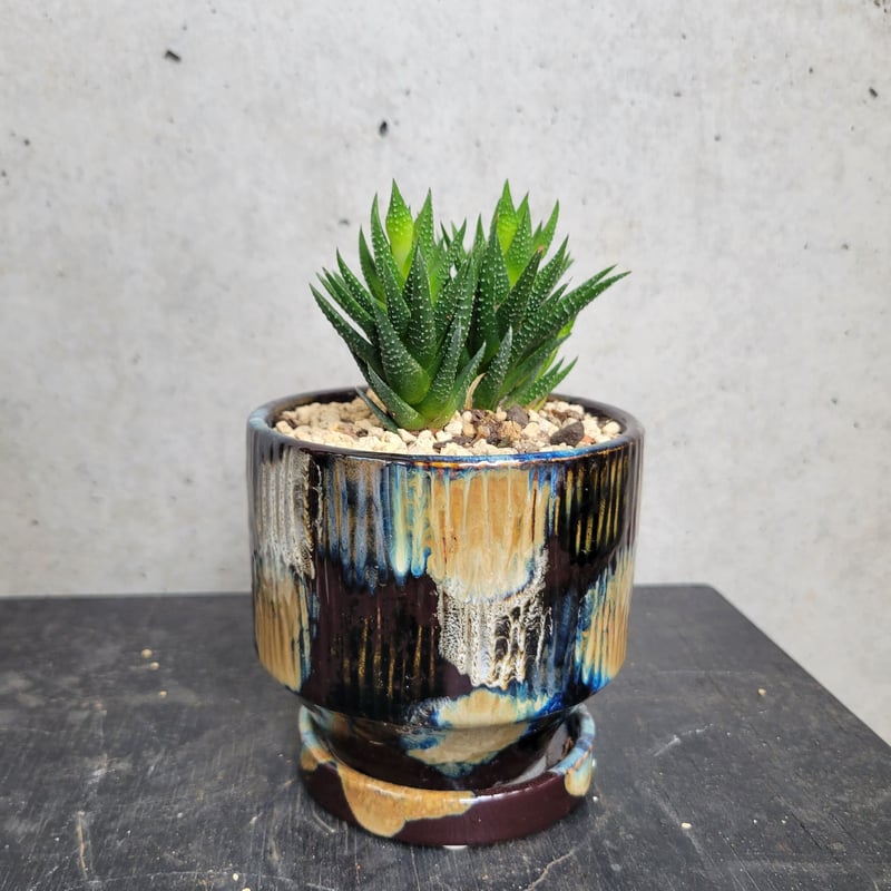 ハオルチア | on the leaf