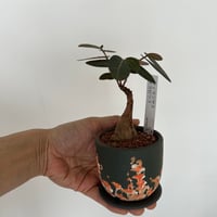 フィランサス・ミラビリス