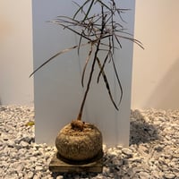 ボトルツリー