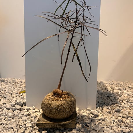 ボトルツリー