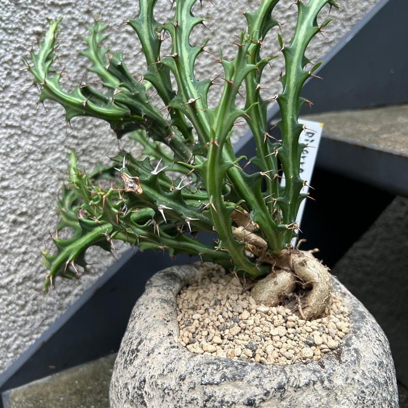 ユーフォルビア クンチー | on the leaf