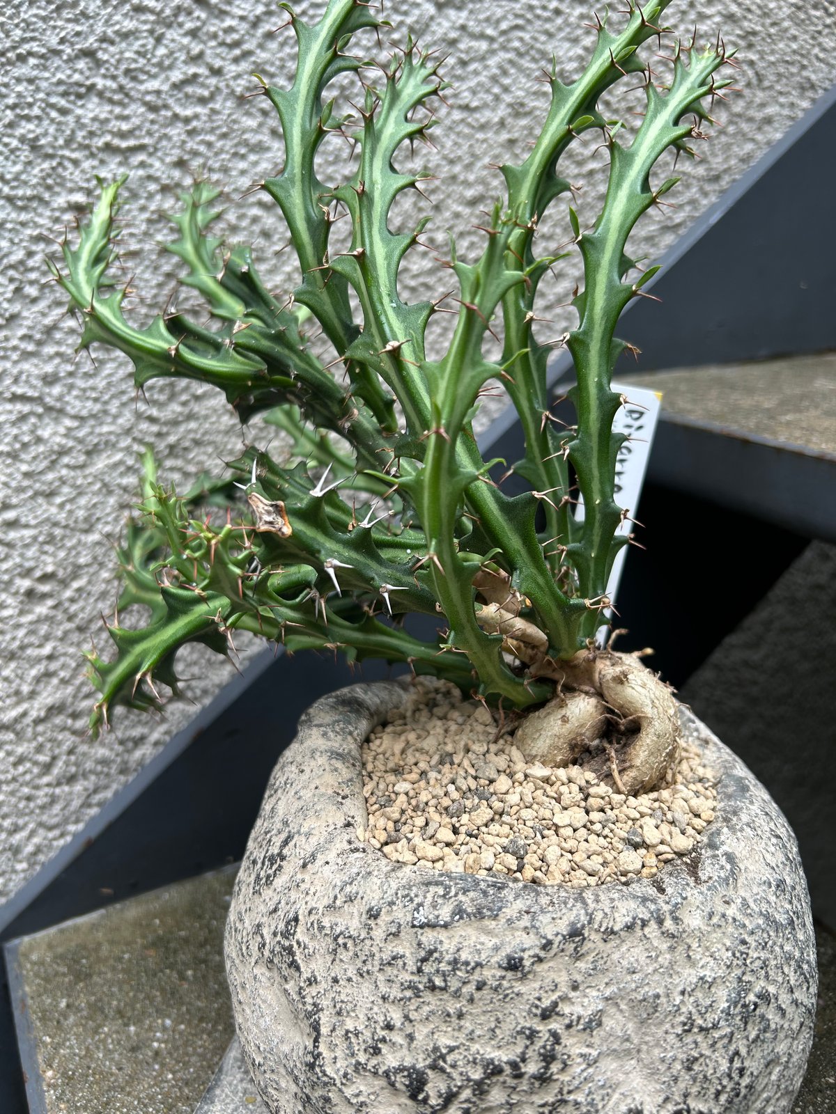 15-20年モノ 親株 ユーフォルビア クンチー 15-20年モノ 親株 ユーフォルビア クンチー