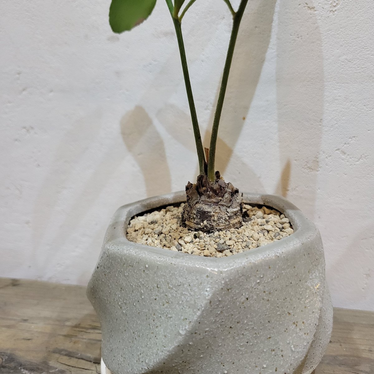 ソテツ　メキシコ　ソテツ　1 メキシコソテツ | on the leaf