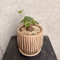 ハオルチア・巨窓赤線オブツーサ | on the leaf