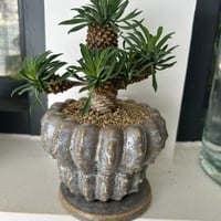 ユーフォルビア　ソテツキリン