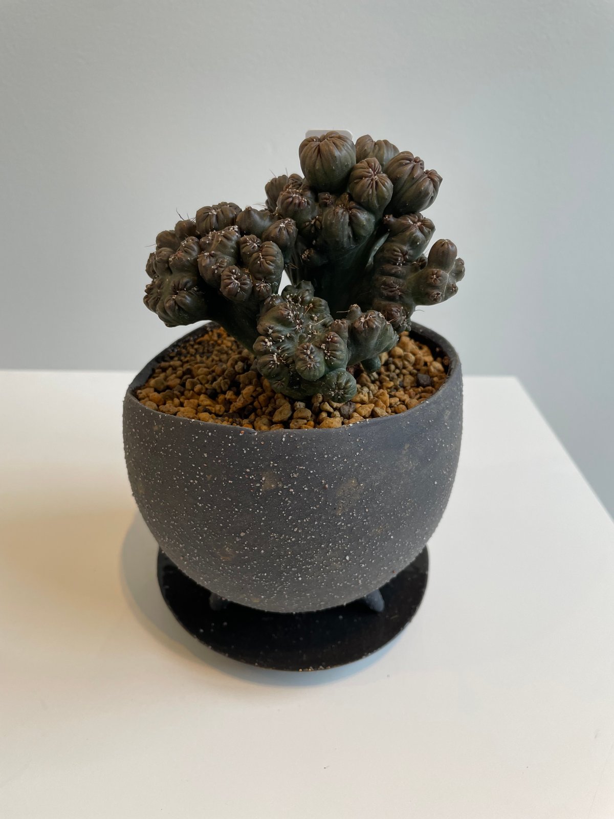 石化セレウス 黒獅子 | on the leaf