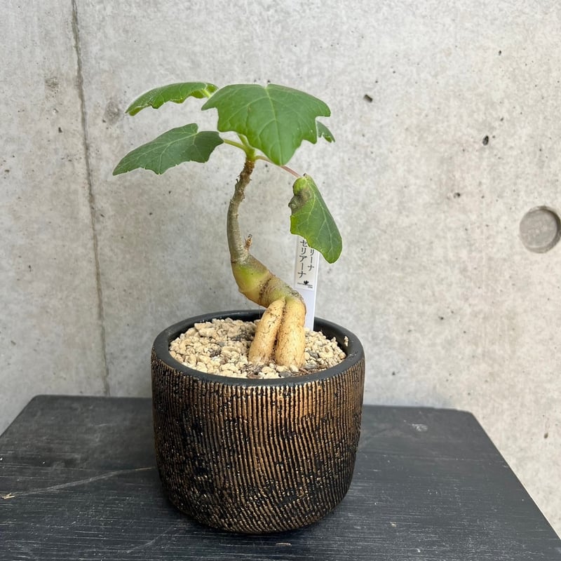 ウンカリーナ ルーズリアナ 観葉植物 塊根植物 インテリア ウンカリーナ ルーズリアナ 観葉植物 塊根植物 インテリア