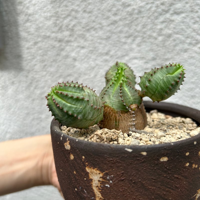 ユーフォルビア オベサブロウ marvistaポット】 ユーフォルビア・オベサブロウ - HANS 多肉植物と