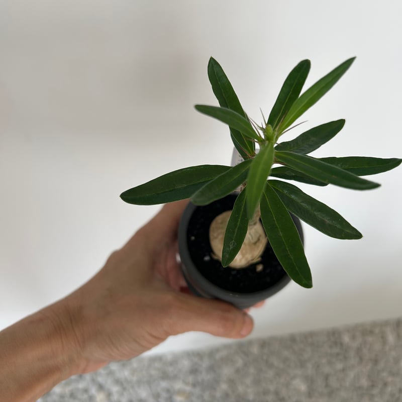 パキポディウム・サキュレンタム | on the leaf