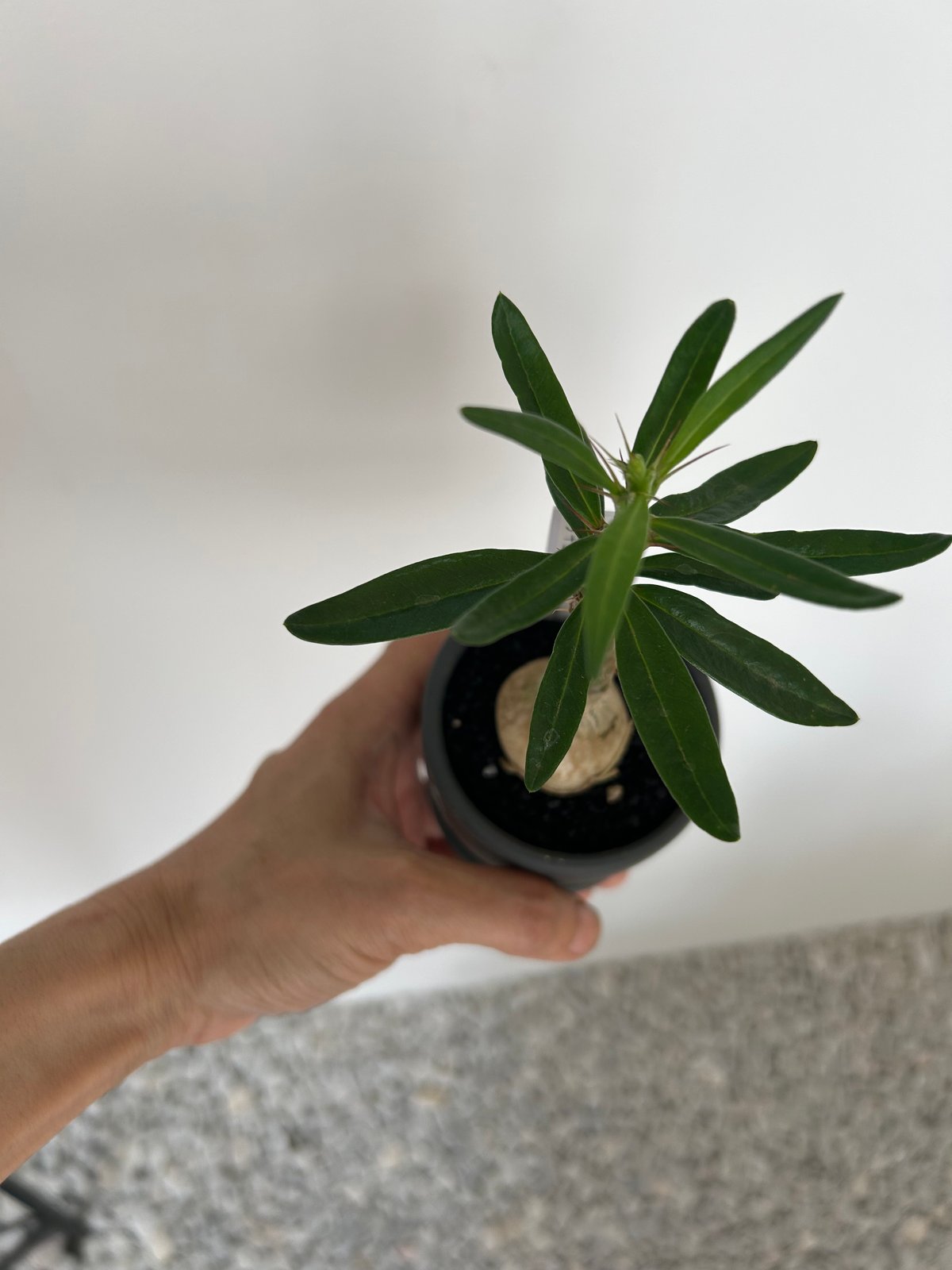 パキポディウム・サキュレンタム | on the leaf