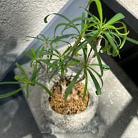 ステルクリア コロラータ | on the leaf