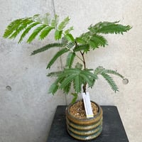 エバーフレッシュ