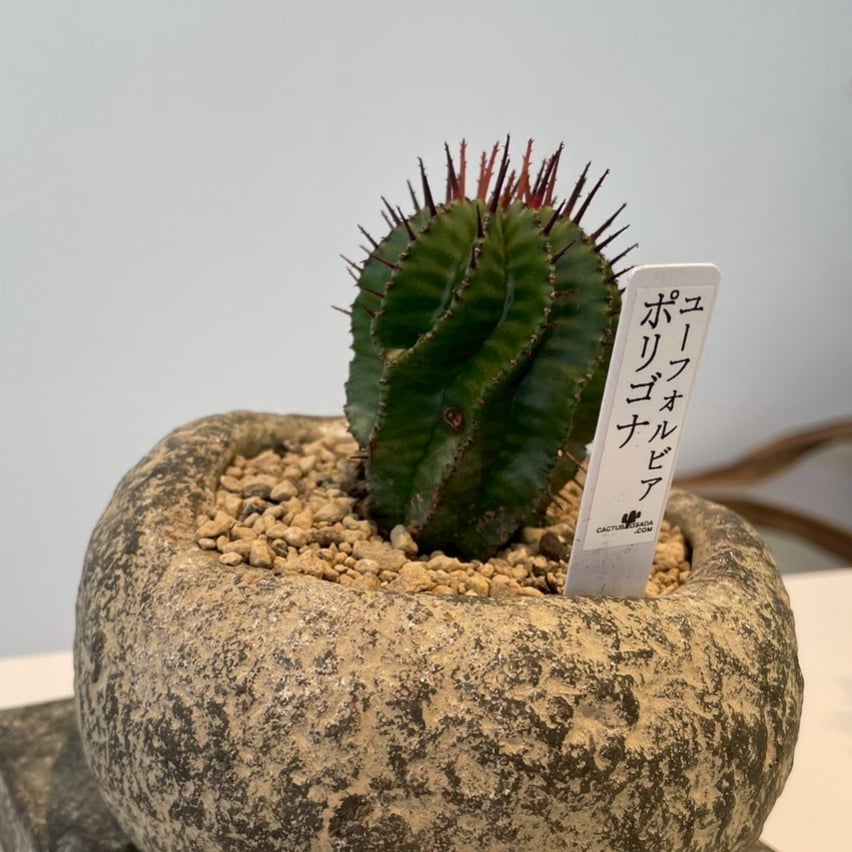 ユーフォルビア ポリゴナ ユーフォルビア・ポリゴナ 9cm鉢 : カクタス長田 Yahoo!ショッピング店