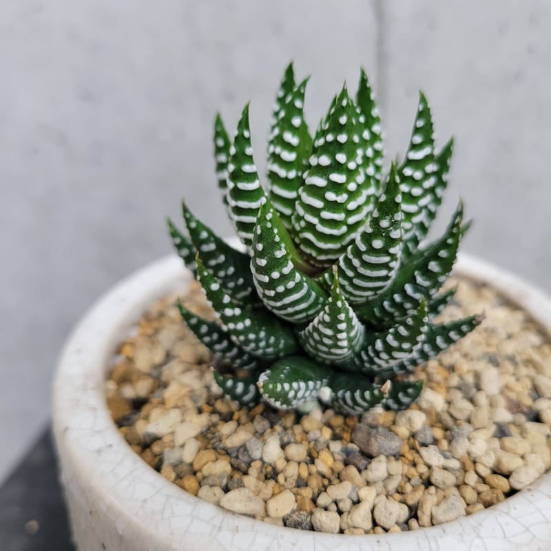 ハオルチア スーパーファシアータ | on the leaf